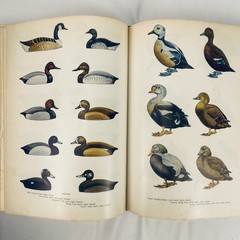 The New Hunters Encyclopedia editor Raymond R. Camp 1972 Third Revised Edition
